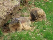 69 Famiglia di marmotte